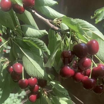 Продается Участок, 600 м²