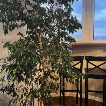 Сдается 2-х комнатная квартира, 49 м²