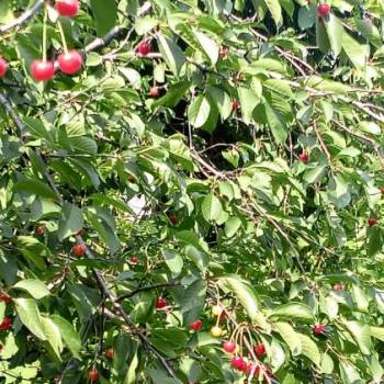 Продается Участок, 690 м²