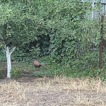 Продается Участок, 750 м²