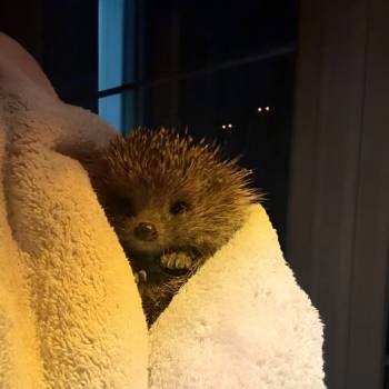 Продается Дом, 82 м²