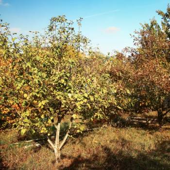 Продается Участок, 780 м²