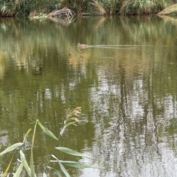 Продается 1-комнатная квартира, 51 м²