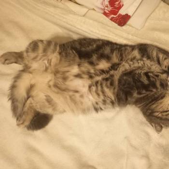 Сдается Многокомнатная квартира, 51 м²