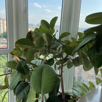 Сдается 2-х комнатная квартира, 72 м²