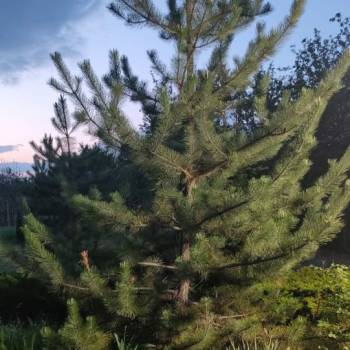 Продается Участок, 1200 м²