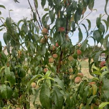 Продается Участок, 700 м²