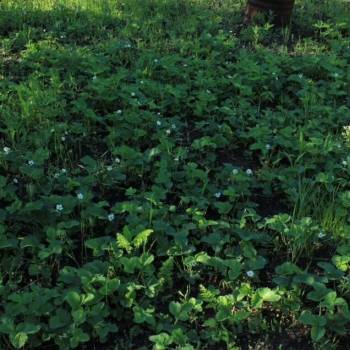 Продается Участок, 700 м²