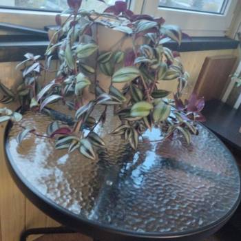 Сдается 1-комнатная квартира, 29,6 м²