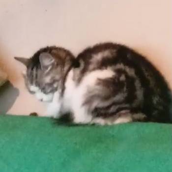 Продается Участок, 600 м²