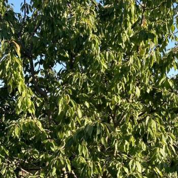 Продается Участок, 510 м²