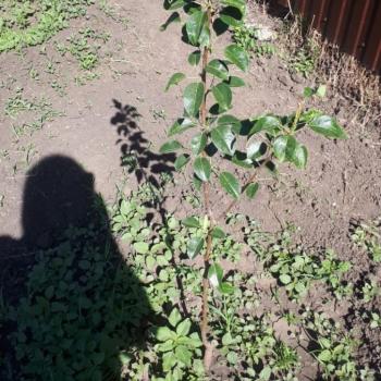 Продается Участок, 500 м²