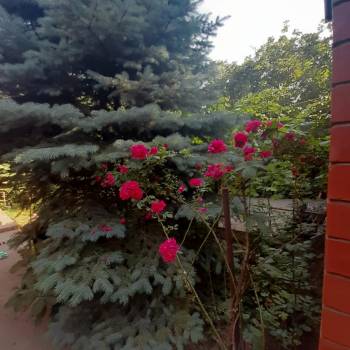 Сдается Дом, 245 м²