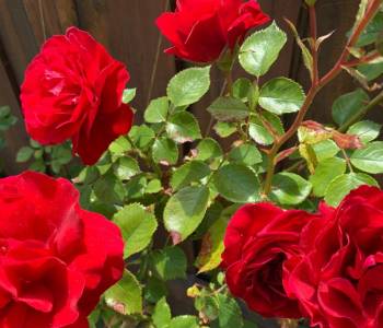 Продается Дом, 370 м²