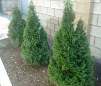 Сдается Дом, 40 м²