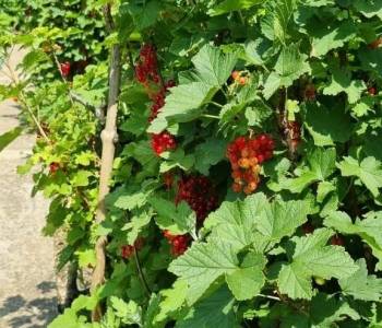 Продается Дом, 40 м²