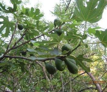 Продается Участок, 400 м²