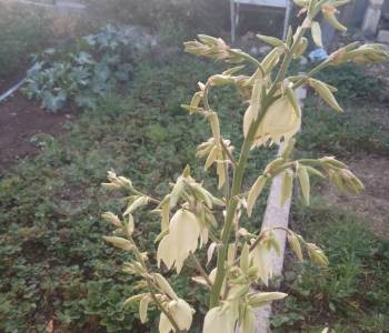 Продается Дом, 20 м²