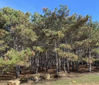 Продается Участок, 810 м²