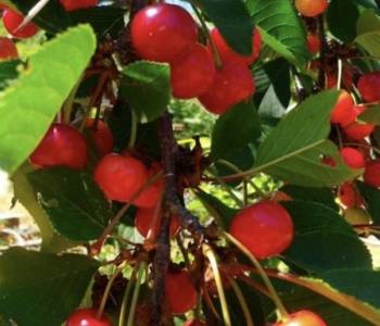 Продается Дом, 20 м²