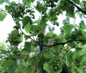 Продается Дом, 20 м²