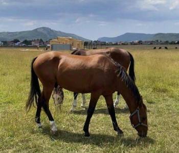 Продается Участок, 1000 м²
