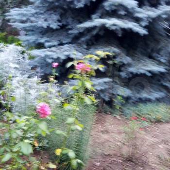 Сдается Дом, 35 м²