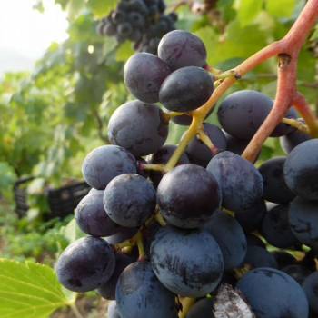 Продается Участок, 18900 м²