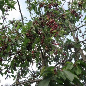 Продается Дом, 32 м²