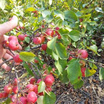 Продается Участок, 510 м²