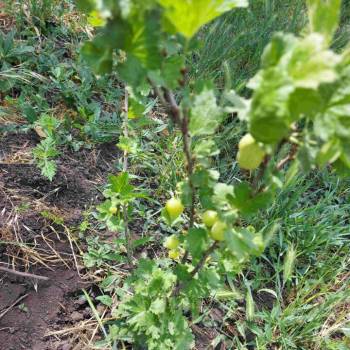 Продается Участок, 510 м²