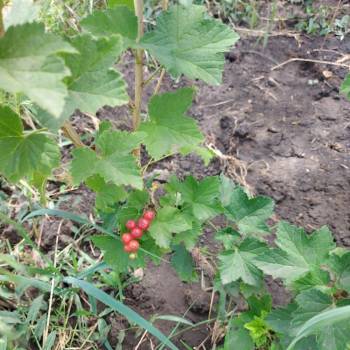 Продается Участок, 510 м²