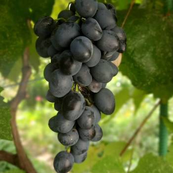 Продается Участок, 600 м²