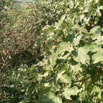 Продается Дом, 68 м²