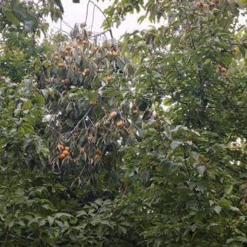 Продается Участок, 1000 м²