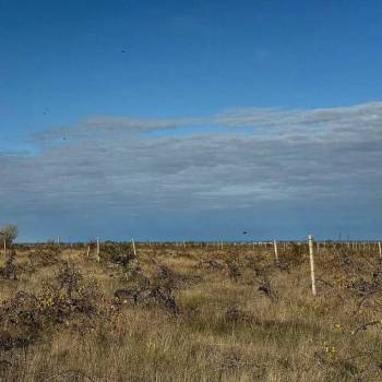 Продается Участок, 29000 м²