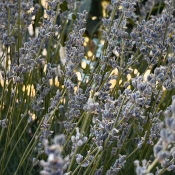 Сдается Дом, 44 м²