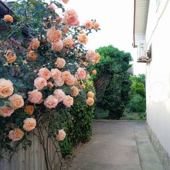 Сдается Дом, 60 м²