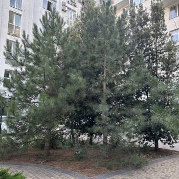 Сдается 2-х комнатная квартира, 85 м²