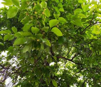 Продается Участок, 740 м²