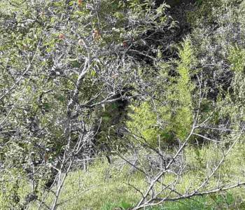 Продается Участок, 820 м²