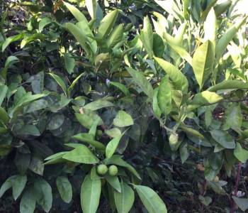 Продается Участок, 500 м²