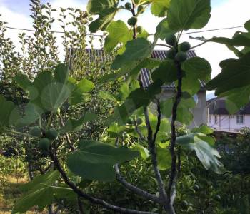 Продается Участок, 500 м²