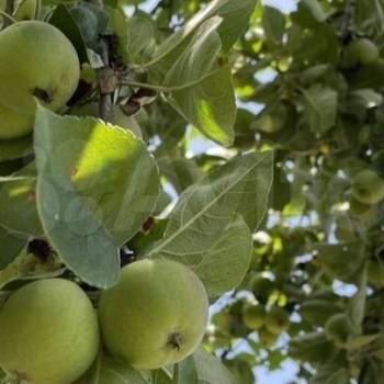 Продается Участок, 3600 м²