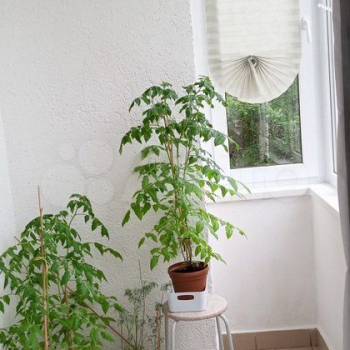 Продается 3-х комнатная квартира, 52 м²
