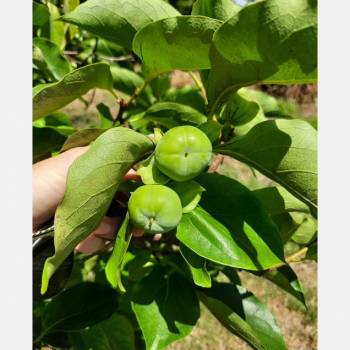 Продается Участок, 1720 м²