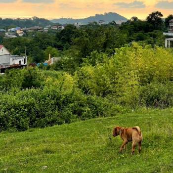 Сдается Дом, 299 м²