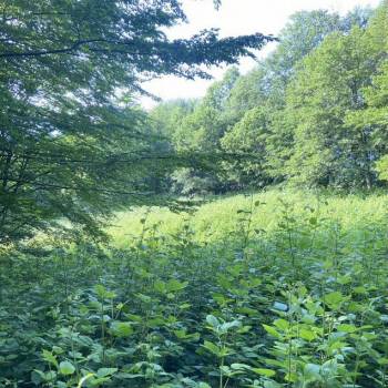 Продается Участок, 2700 м²