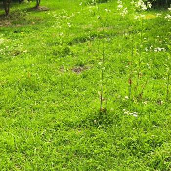 Продается Участок, 500 м²