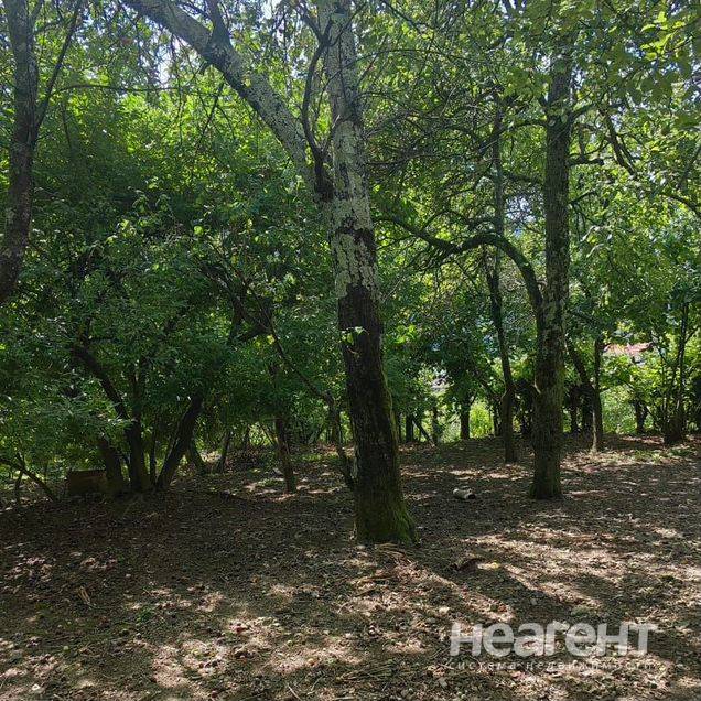 Фотография №5